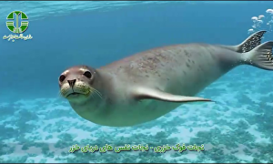 ۵۶۵۲۰۳۳۳_۵۳۱