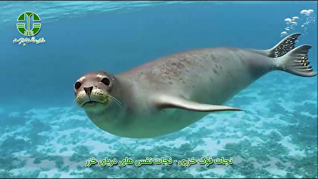 ۵۶۵۲۰۳۳۳_۵۳۱