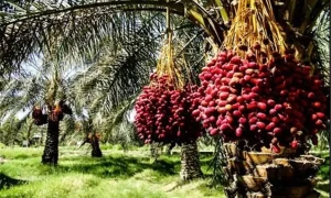 خوشه+خرما